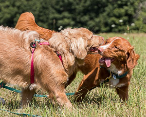 Sandy and ruby 001