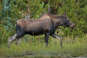 09 colorado 021