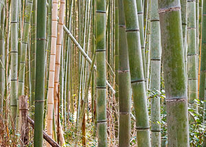 03 japan 012